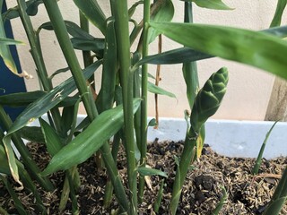 Close up a ginger flower bud growing among lush green leaves, tropical plant in natural sunlight, detailed texture of the flower and leaves, nature photography, healthy ginger plant in the garden