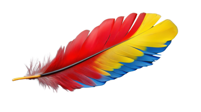 Colorful feather showing red yellow and blue colors on transparent background