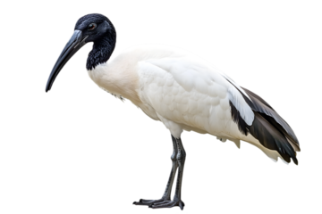 White Australian Ibis Bird with Black Head Plumage Standing Gracefully in an Isolated Transparent Background
