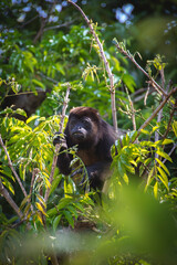 Costa Rica wildlife with beautiful monkeys 