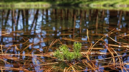 Clear Pond in Pine Grove, Glinting with Fallen Needles