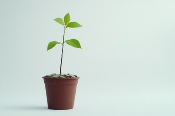 A minimalistic yet powerful finance concept image: a lone sapling in a coin-filled pot, against a clean white background.