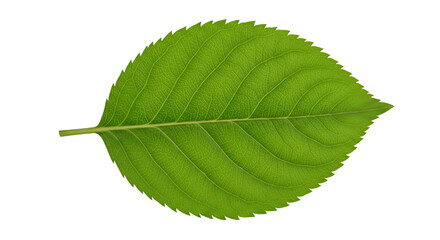 Obraz premium Apple leave on transparent background png, Green leaf,flora, design on transparent background