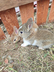 little rabbits on a wooden background