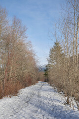 Hiking trail leading to the woods near Squamish River and the Brackendale Eagle Run during a winter season in Squamish, British Columbia, Canada