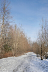 Hiking trail leading to the woods near Squamish River and the Brackendale Eagle Run during a winter season in Squamish, British Columbia, Canada