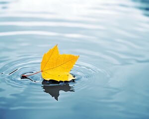 Obraz premium Autumn Leaf Floating on Water.