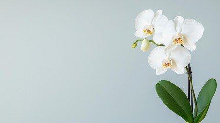 Fototapeta premium Macro flowers landscapes concept. Elegant white orchid blooms against a soft pastel backdrop, embodying beauty and serenity.