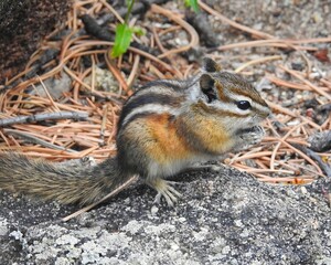 A small chipmunk is perched on a rock, surrounded by scattered pine needles and twigs. Its striped fur blends with the natural environment, and it's holding something in its tiny paws.
