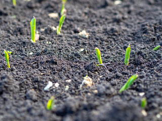 Flower seedlings bursting from the ground. Plant awakening in spring. Soil fertilization for flower growth