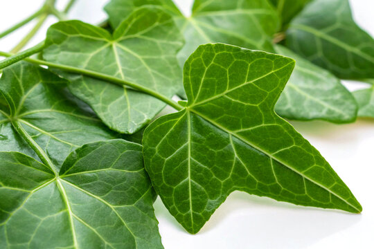 Fresh Medicinal Telakucha Leaves (Coccinia Cordifolia Cogn) on White Background