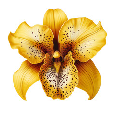 Vibrant Yellow Orchid Flower Close-Up: Exotic Botanical Beauty in Nature's Spotted Petals for Luxurious Home Decor and Gift Enhancement
