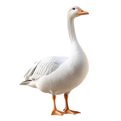 Fototapeta premium White Domestic Goose in Natural Habitat - Captivating Animal Portrait for Birdwatching Enthusiasts