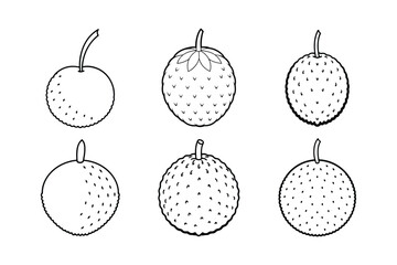Lychee – Litchi chinensis line art vector illustration