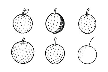 Lychee – Litchi chinensis line art vector illustration