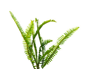 green fern leaf isolated element