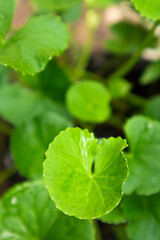close up of a Centella Asiatica leaf
