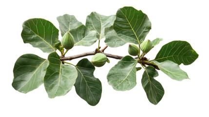 Fototapeta premium Cluster fig branch showing unripe fruits and green leaves on transparent background