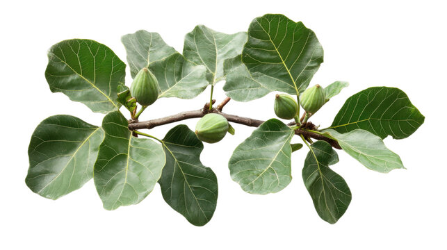 Cluster fig branch showing unripe fruits and green leaves on transparent background