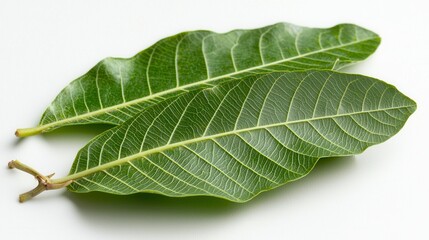 Obraz premium Fresh Green Leaves with Intricate Veins on White Background for Nature and Botanical Themes