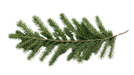 Fresh green pine branch isolated on transparent background