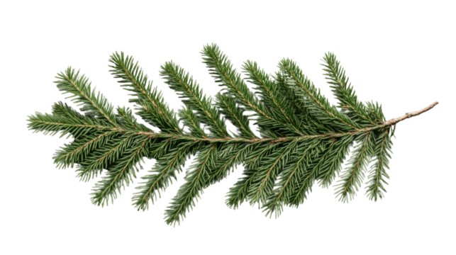 Fresh green pine branch isolated on transparent background