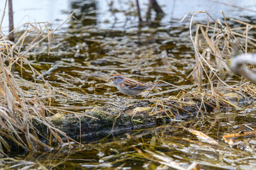 An American Tree Sparrow at Maumee Bay State Park in Oregon, Ohio.