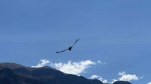 Video shot with a phone near Colca Canyon Peru South America of a giant flying Condor above in the blue sky with the mountains in the back