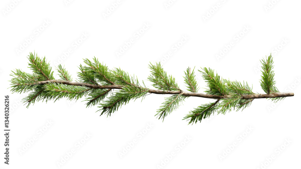 Poster horizontal evergreen branch with transparent background for easy integration