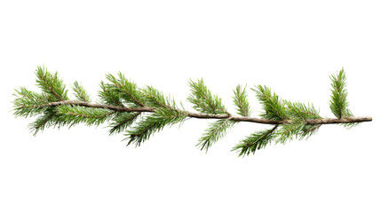 Obraz premium Horizontal evergreen branch with transparent background for easy integration