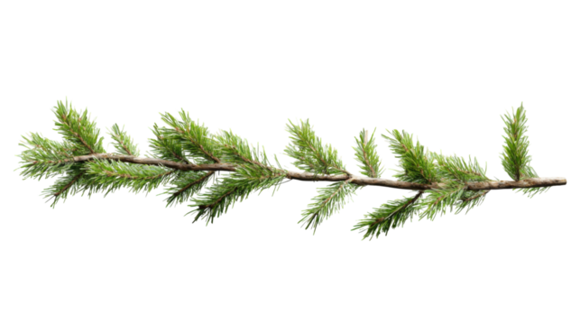 Horizontal evergreen branch with transparent background for easy integration