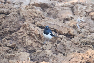 Bird on rock