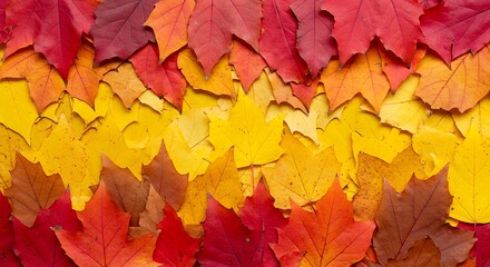 Colorful Autumn Leaves Background Displaying Fall Season Colors and Texture