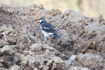 Pied Starling