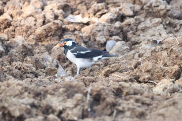 Pied Starling
