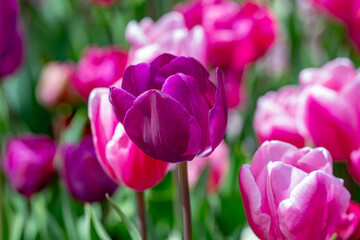 Tulip flower in tulip field at spring day. Vivid tulips in the park. Spring landscape. Colorful tulip garden in spring. The Tulip. Beautiful bouquet of tulips. Spring nature.