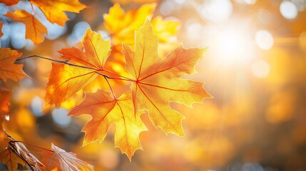 Fototapeta premium Captivating Autumn Leaves in Vibrant Sunlight: Tranquil Fall Nature Scenery and Idyllic Woodland Landscape