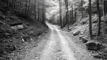Exploring scenic forest pathways nature trails photography tranquil environment captivating viewpoint