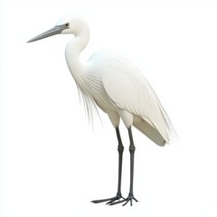 Obraz premium Elegant white heron standing gracefully with long legs and slender neck in a serene environment, showcasing natural beauty and elegance