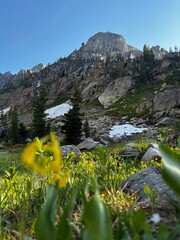 yellow wildflowers blooming at North Fork Cascade backcountry camp in Teton National Park above...