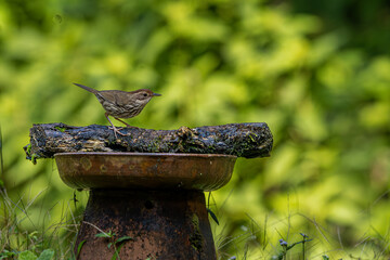 Ground babbler ready to take bath at Dandeli, ganeshgudi, karnataka, old magazine house,