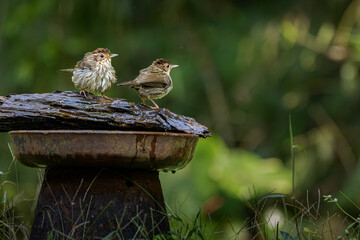 Ground babblers taking bath, Western Ghats, Dandeli, India