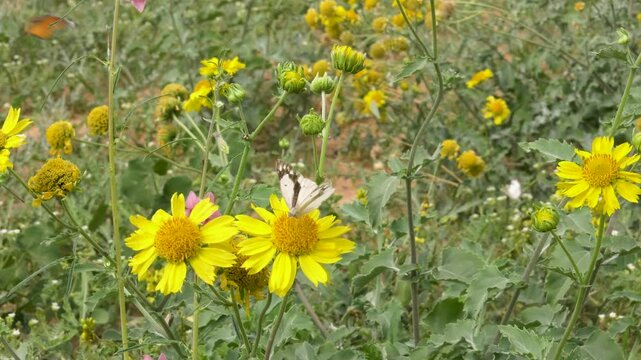 caper whites butterfly flying on yellow daisy, Golden crownbeard flowers , pollinating green field