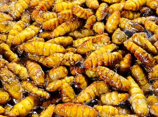 Frying silkworms in pan, in door Chiangmai Thailand.