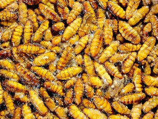 Frying silkworms in pan, in door Chiangmai Thailand.