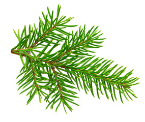 Christmas plants. fir branch . Christmas winter botanical decor . on transparent, png