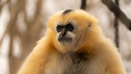 White-cheeked gibbon perched on a tree, showcasing its expressive face and agile body in its...