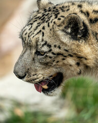 Snow leopard with a beautiful coat and an intense gaze, showcasing its thick fur and piercing eyes in its rugged mountain habitat. 