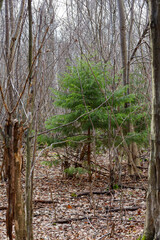 The photograph shows a small green fir tree growing amidst a bare winter forest. The green needles of the fir tree contrast with the gray tree trunks and brown leaves on the ground.