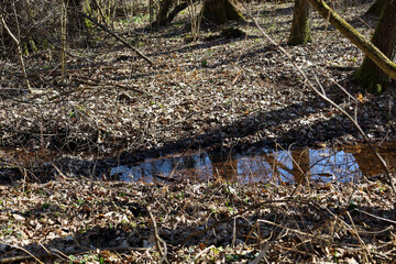 Obraz premium The ground is covered with dry leaves, and trees create shade. The water in the stream reflects the sky and trees, creating a mirror effect.